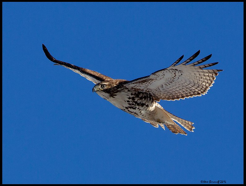_5SB8657 red-tailed hawk.jpg